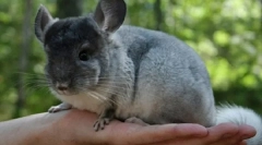 Este în valoare de un shinshill: pro și conținutul de conținut